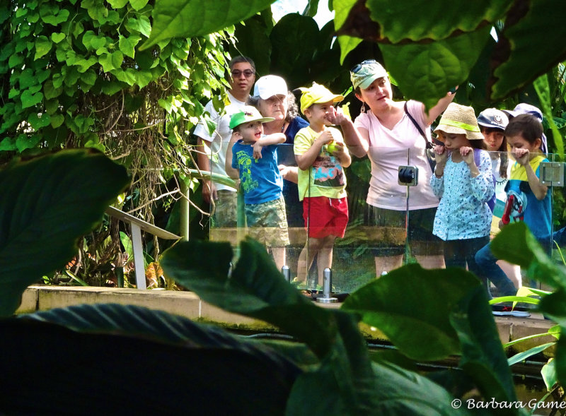 Tropical Display Dome, Botanic Gardens at Mount Coot-tha