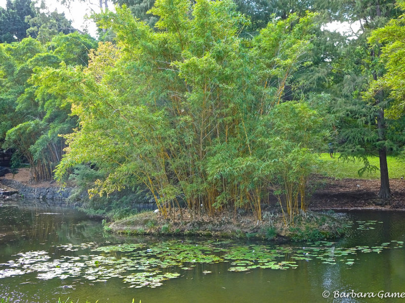 Bamboo Island, Mount Coot-tha Botanic Gardens