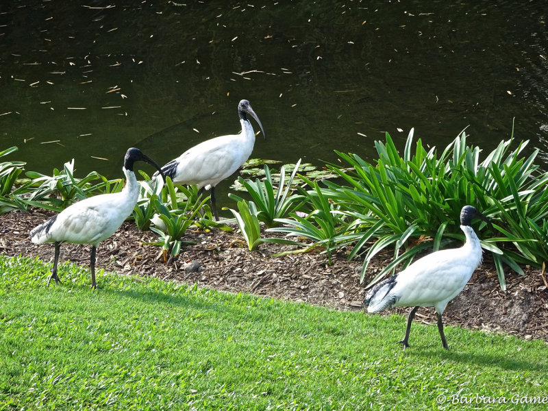 The ubiquitous ibises, Mount Coot-tha Botanic Gardens