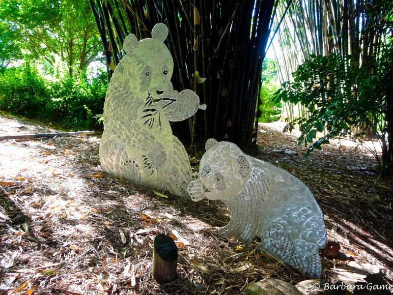 Pandas! Mount Coot-tha Botanic Gardens