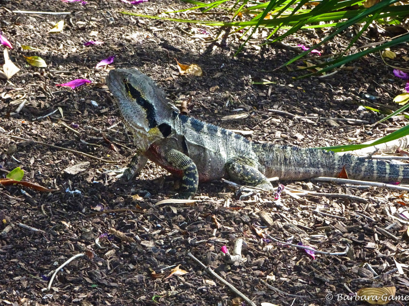 Eastern Water Dragon, Mount Coot-tha Botanic Gardens