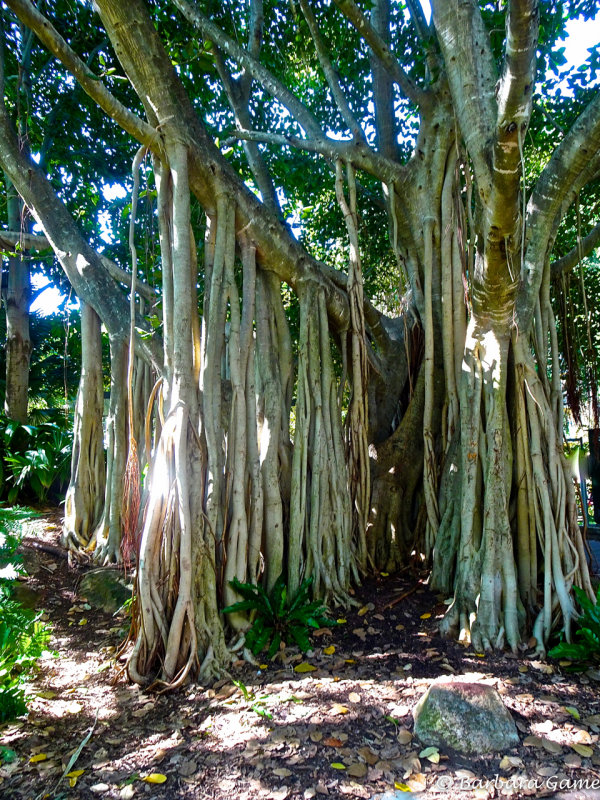 Curtain Fig tree in South Bank gardens