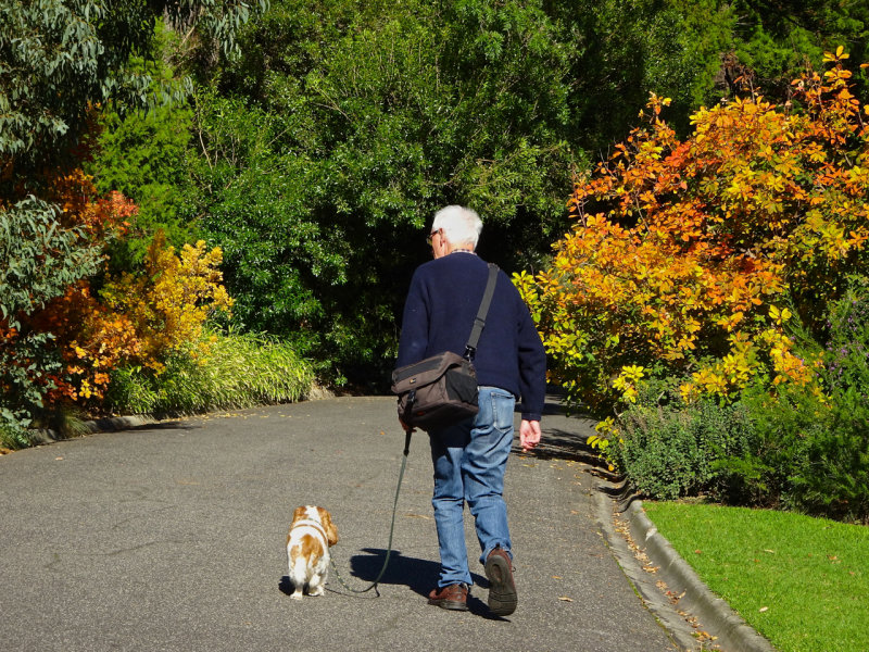An Autumn walk, Royal Botanic Gardens