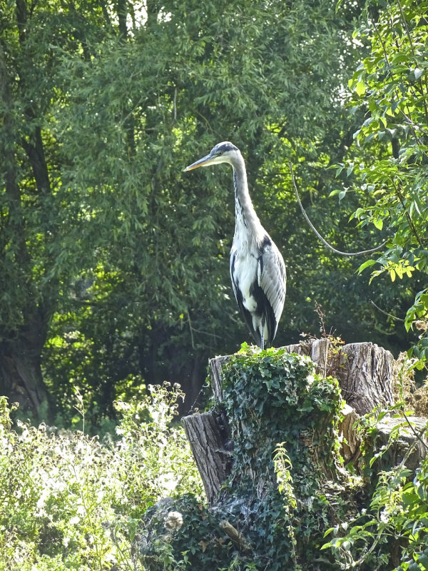 Lone crane keeping watch, Thames River Walk