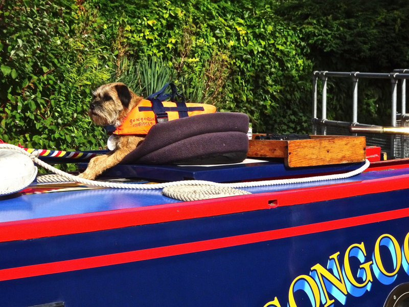 Dog on board a narrow boat