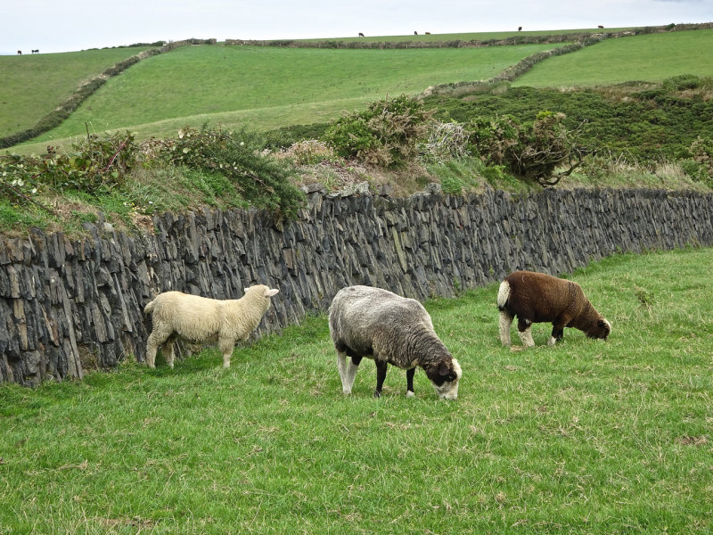 Colourful sheep near the coastal path