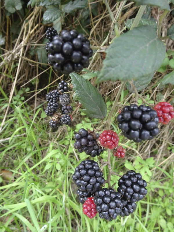 Blackberriesin abundance