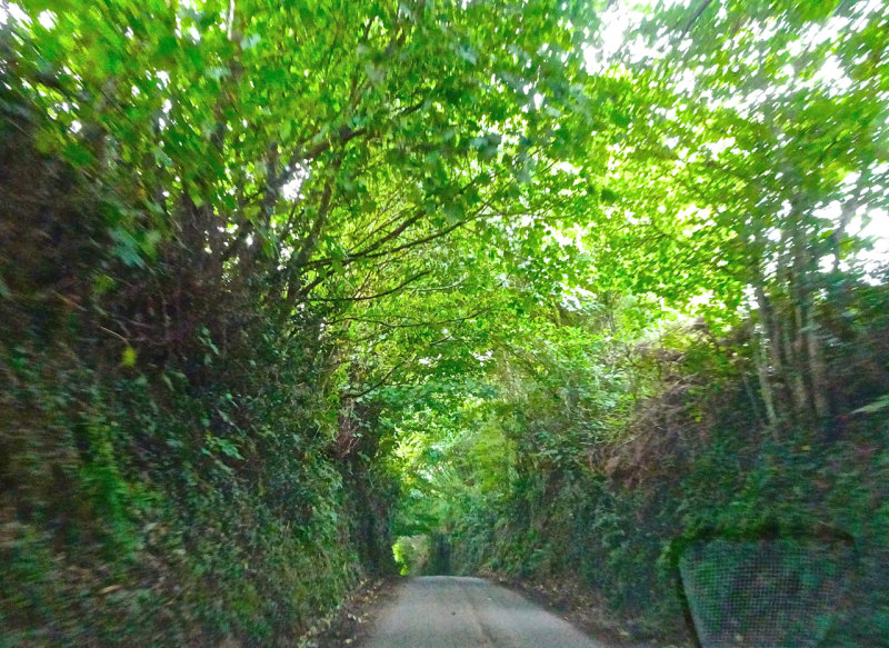 Tunnel of green