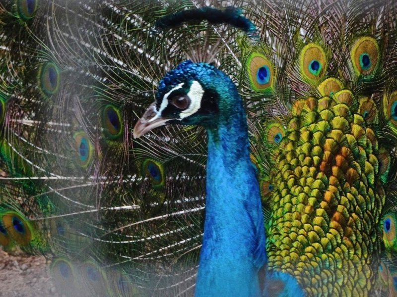 Peacock at Warracknabeal River Park