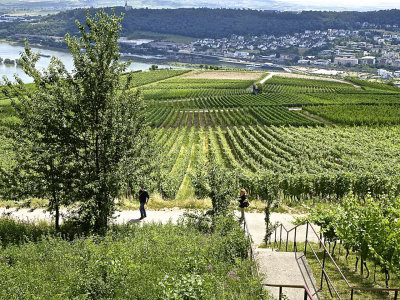 Walking back down to Ruedesheim through the vineyards