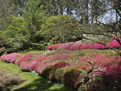National Rhododendron Gardens, Olinda, Victoria