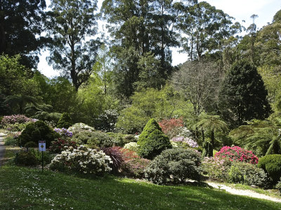 National Rhododendron Gardens,Olinda, Victoria