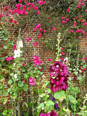 Hollyhocks and roses  
