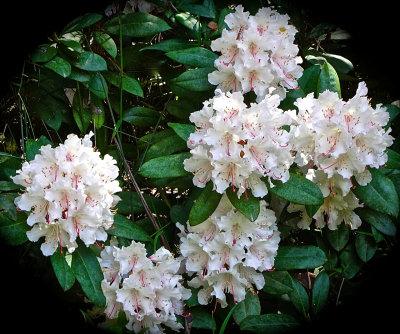 Rhododendrons, National Rhododendron Garden, Olinda, Victoria