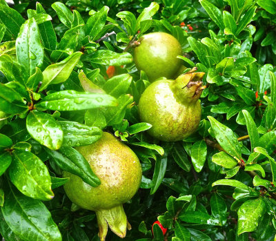 Pomegranates growing and ripening, SE Gippsland, Victoria