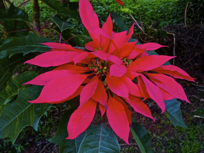 Poinsettia, Brisbane
