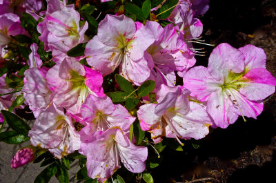 Azaleas - my garden