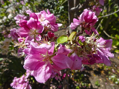 Apple Blossom -my garden