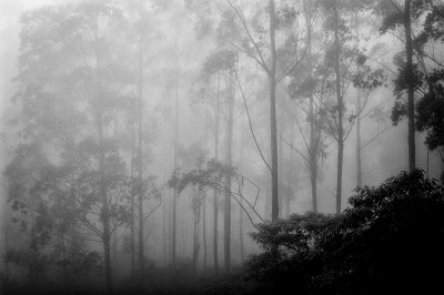 early morning Coorg =DSC 30084a.jpg