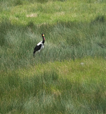 Saddle Billed Stork DSCF4292.jpg