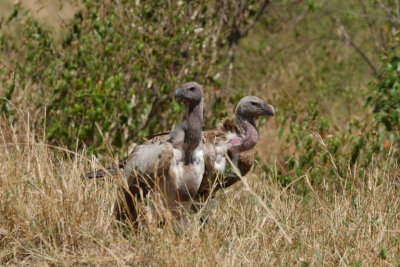 Ruppels Griffon Vulture DSCF3361.jpg