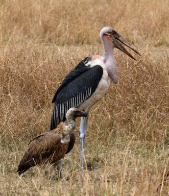 marabou stork DSCF3670.jpg