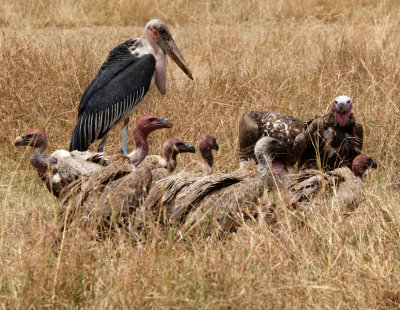 lappet faced vultures and stork waiting to feed DSCF3687.jpg