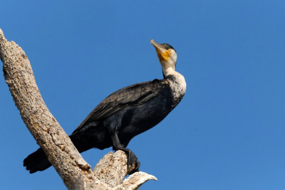 Great Cormorant DSCF4087.jpg