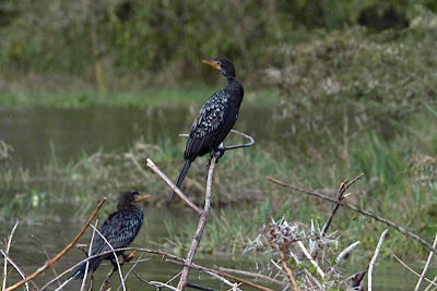 Long Tailed Cormorant DSCF4110.jpg