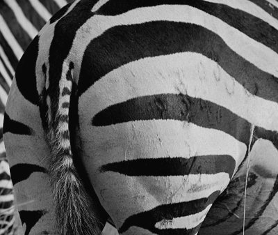 zebra stripes DSCF2958.jpg