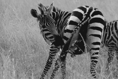 zebra DSCF2971.jpg