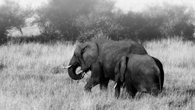 elephants DSCF3036.jpg