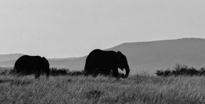african elephant DSCF3050.jpg