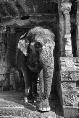 temple elephant DSCF4860.jpg