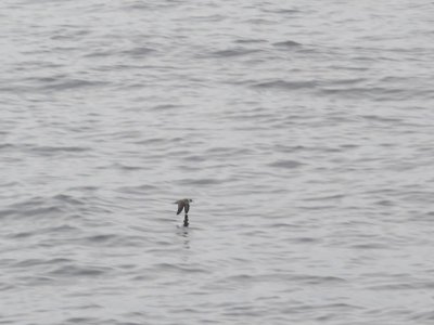 Puffin majeur, Mer du Labrador