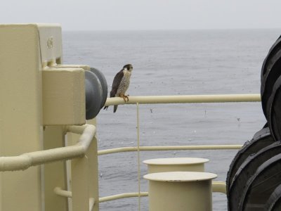 Faucon plerin adulte, Mer du Labrador