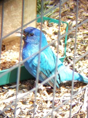 Passerin indigo, Gasp