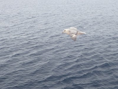 Fulmar boral, Mer du Labrador