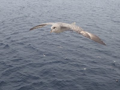 Fulmar boréal, Mer du Labrador