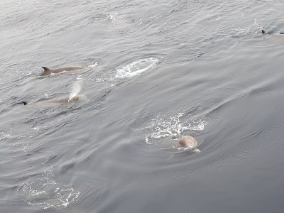 Baleines à bec commune, Mer du Labrador