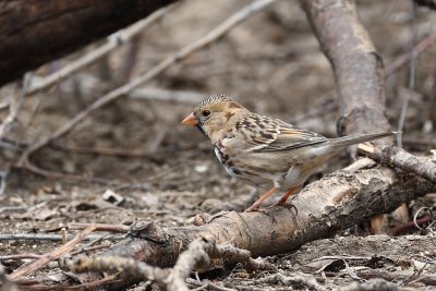 Harris Sparrow 