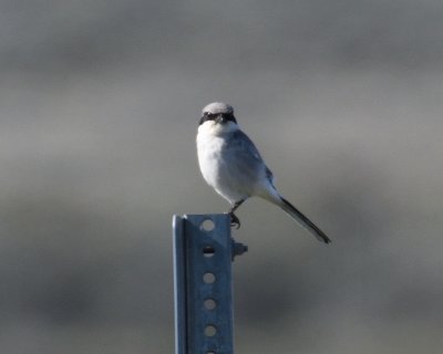 shrikes