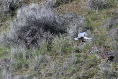 male Northern Harrier with mouse