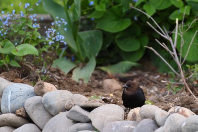 cowbirds__grackles