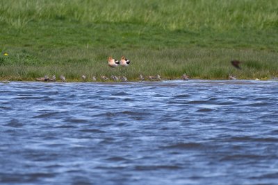 2 American Avocets, Several Western Sandpipers & blurry Barn Swallow