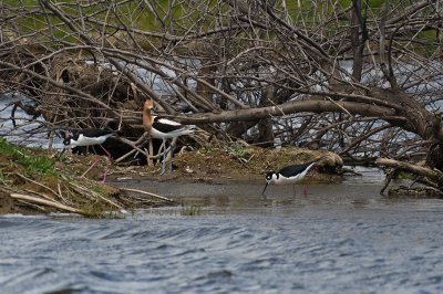 American Avocet & 2 Black-necked Stilts