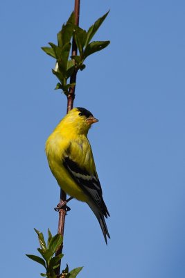 American Goldfinch