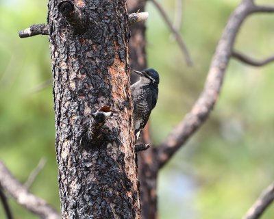 Black-backed Woodpecker 