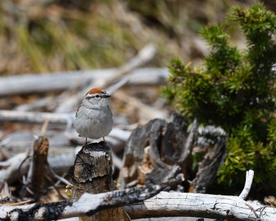 Chipping Sparrow 