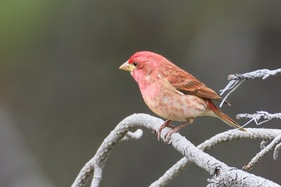 Purple Finch